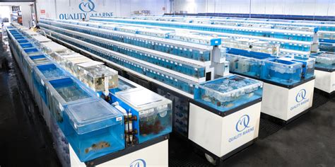 Quality marine - The highest quality & widest selection of marine fish and invertebrates. The highest quality freshwater fish, inverts, plants and equipment. Nutritious foods developed, tested and used at Quality Marine facilities. A curated selection of aquascaping materials from around the globe. 